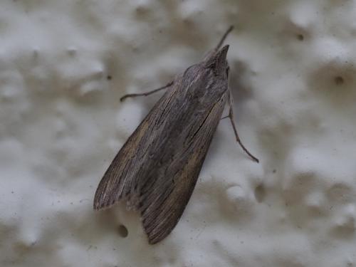 Cucullia umbratica